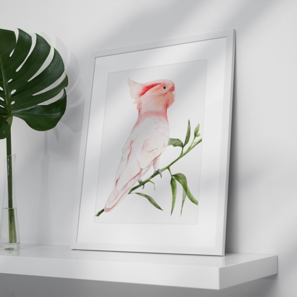 Wall Art Major Michell's Cockatoo Print Unframed - Picture 5 of 6